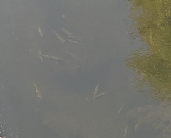 Catostomus occidentalis