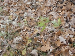 Anemone virginiana