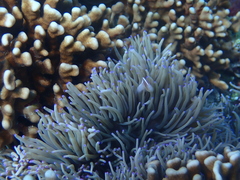 Amphiprion perideraion