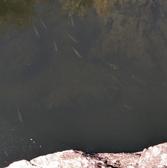 Catostomus occidentalis