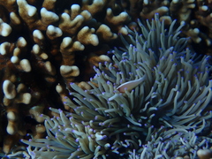 Amphiprion perideraion
