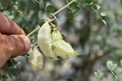 Colutea