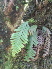 Notogrammitis heterophylla