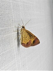 Chrysolarentia mecynata