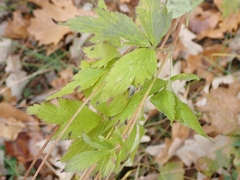 Anemone virginiana