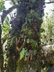 Notogrammitis heterophylla