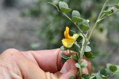 Colutea
