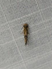 Moerarchis inconcisella