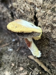 Hypomyces microspermus