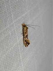 Moerarchis inconcisella