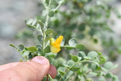 Colutea