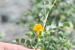 Colutea