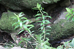 Freycinetia scandens