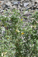 Colutea