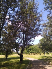 Vachellia pennatula