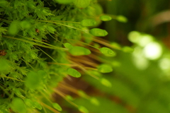 Leptostomum macrocarpum