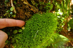 Leptostomum macrocarpum