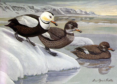 Labrador Duck photo 3