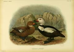Labrador Duck photo 5