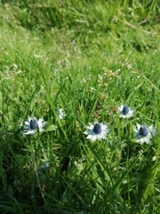 Eryngium carlinae