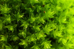 Leptostomum macrocarpum