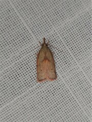 Enchocrates glaucopis