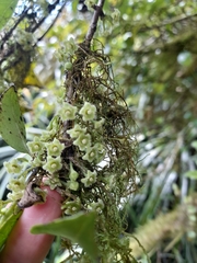 Geniostoma ligustrifolium ligustrifolium