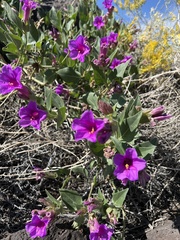 Mirabilis multiflora
