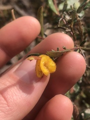 Grevillea chrysophaea