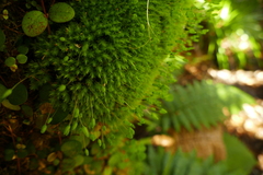 Leptostomum macrocarpum