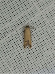 Tachystola hemisema