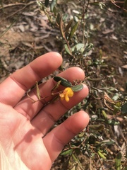 Grevillea chrysophaea