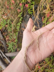 Muhlenbergia mexicana