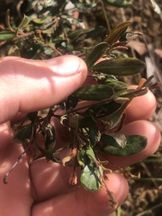 Grevillea chrysophaea