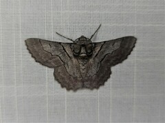 Hypobapta tachyhalotaria