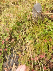 Muhlenbergia mexicana