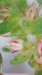 Crassula sieberiana