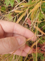 Muhlenbergia mexicana