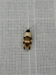 Euphiltra eroticella
