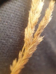 Muhlenbergia mexicana