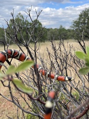 Lampropeltis knoblochi