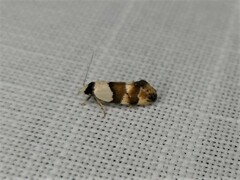 Euphiltra eroticella