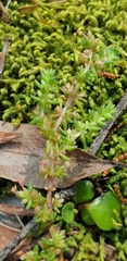 Crassula sieberiana