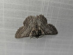 Hypobapta tachyhalotaria