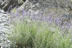 Salvia abrotanoides