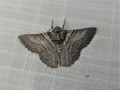 Hypobapta tachyhalotaria