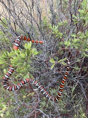 Lampropeltis knoblochi