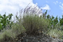 Salvia abrotanoides