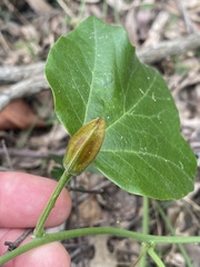 Passiflora herbertiana