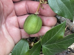 Passiflora herbertiana